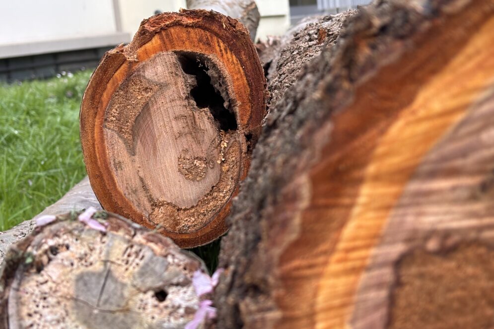 Un tronc coupé montre une cavité potentiellement dangereuse
