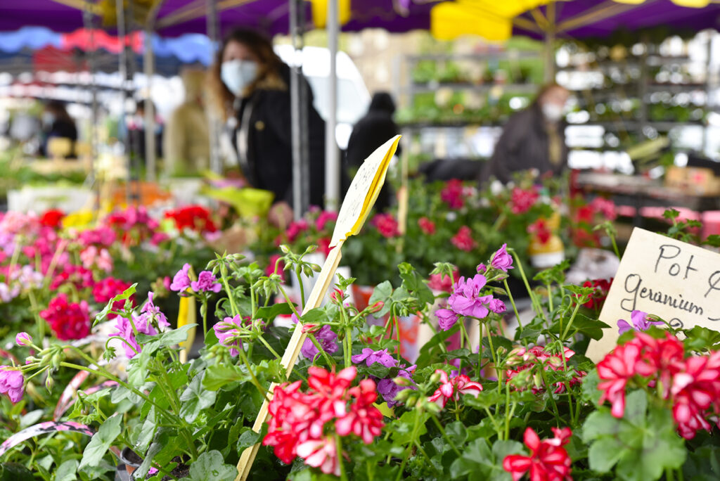 Un étal du marché avec des petits pots de géranium violettes et roses au premier plan