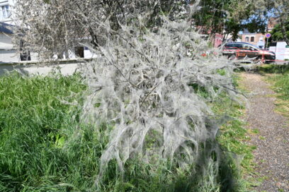 Un arbuste envahi de chenilles hyponomeutes - Agrandir l'image, fenêtre modale